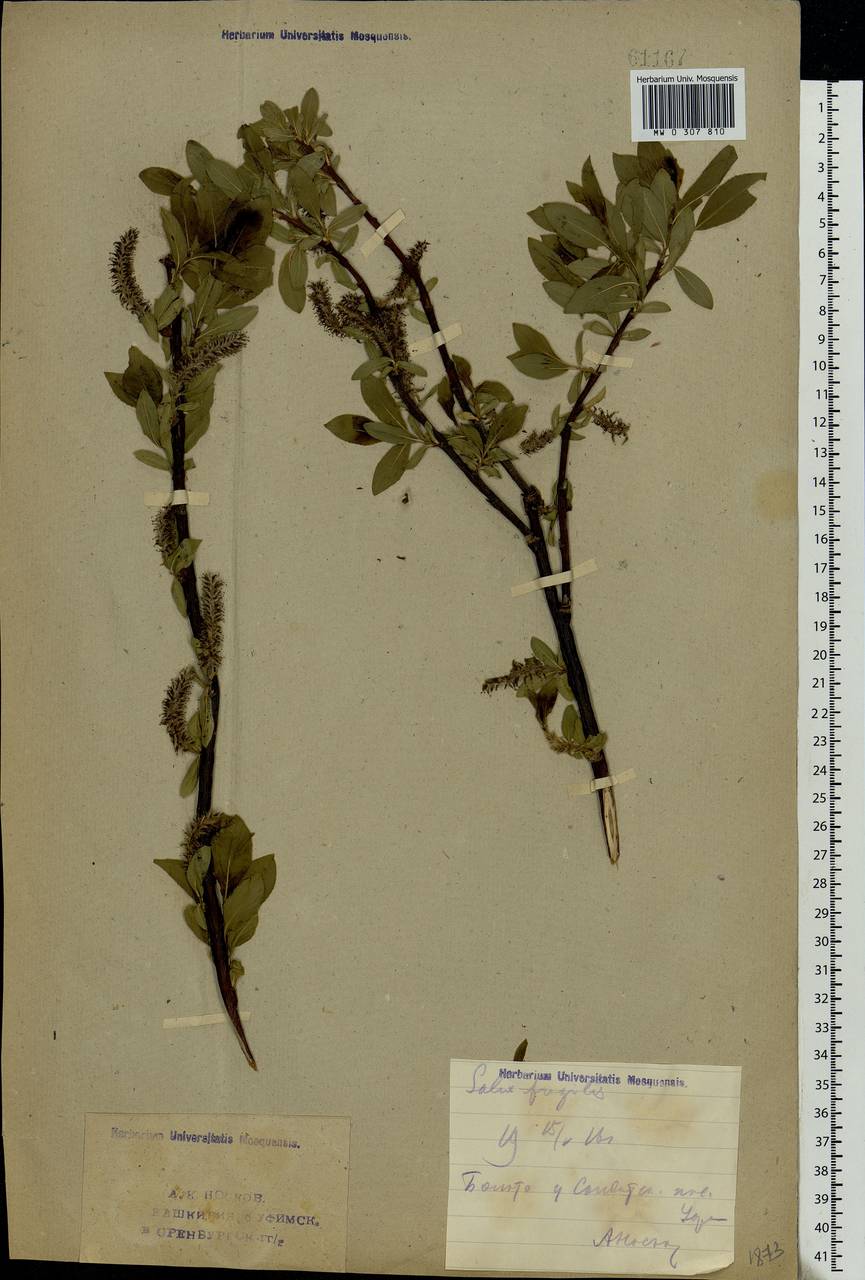 Salix myrsinifolia, Eastern Europe, Eastern region (E10) (Russia)