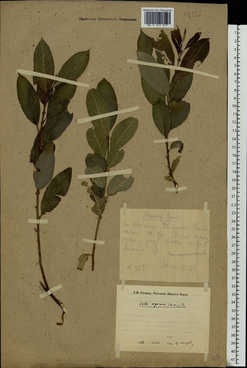 Salix myrsinifolia, Eastern Europe, Eastern region (E10) (Russia)