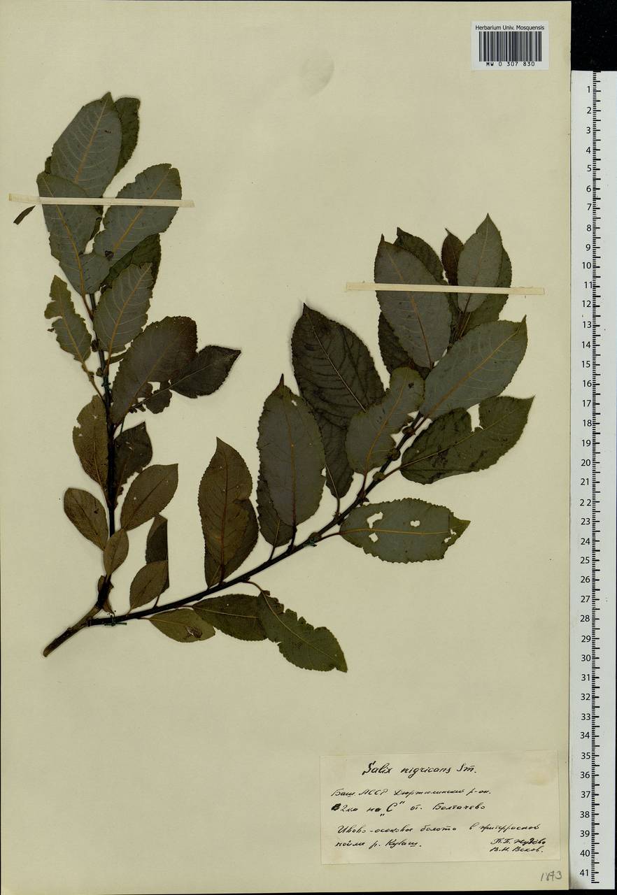Salix myrsinifolia Salisb., Eastern Europe, Eastern region (E10) (Russia)