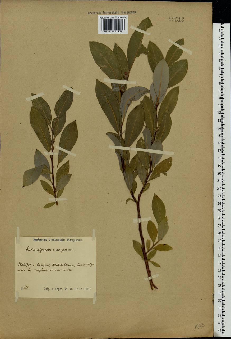 Salix myrsinifolia × dasyclados, Eastern Europe, Central region (E4) (Russia)