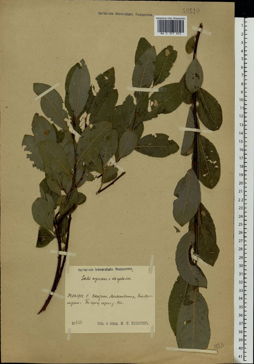 Salix myrsinifolia × dasyclados, Eastern Europe, Central region (E4) (Russia)