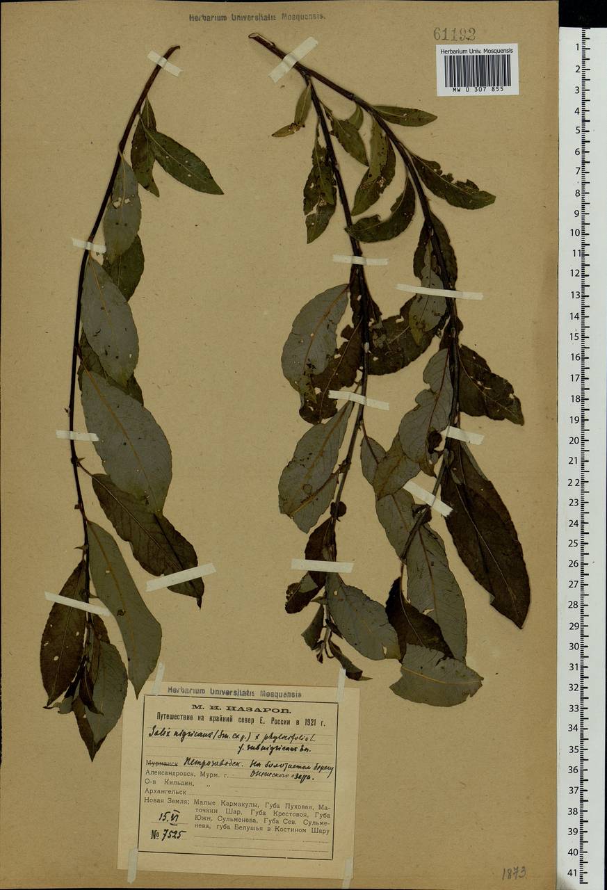Salix myrsinifolia × phylicifolia, Eastern Europe, Northern region (E1) (Russia)