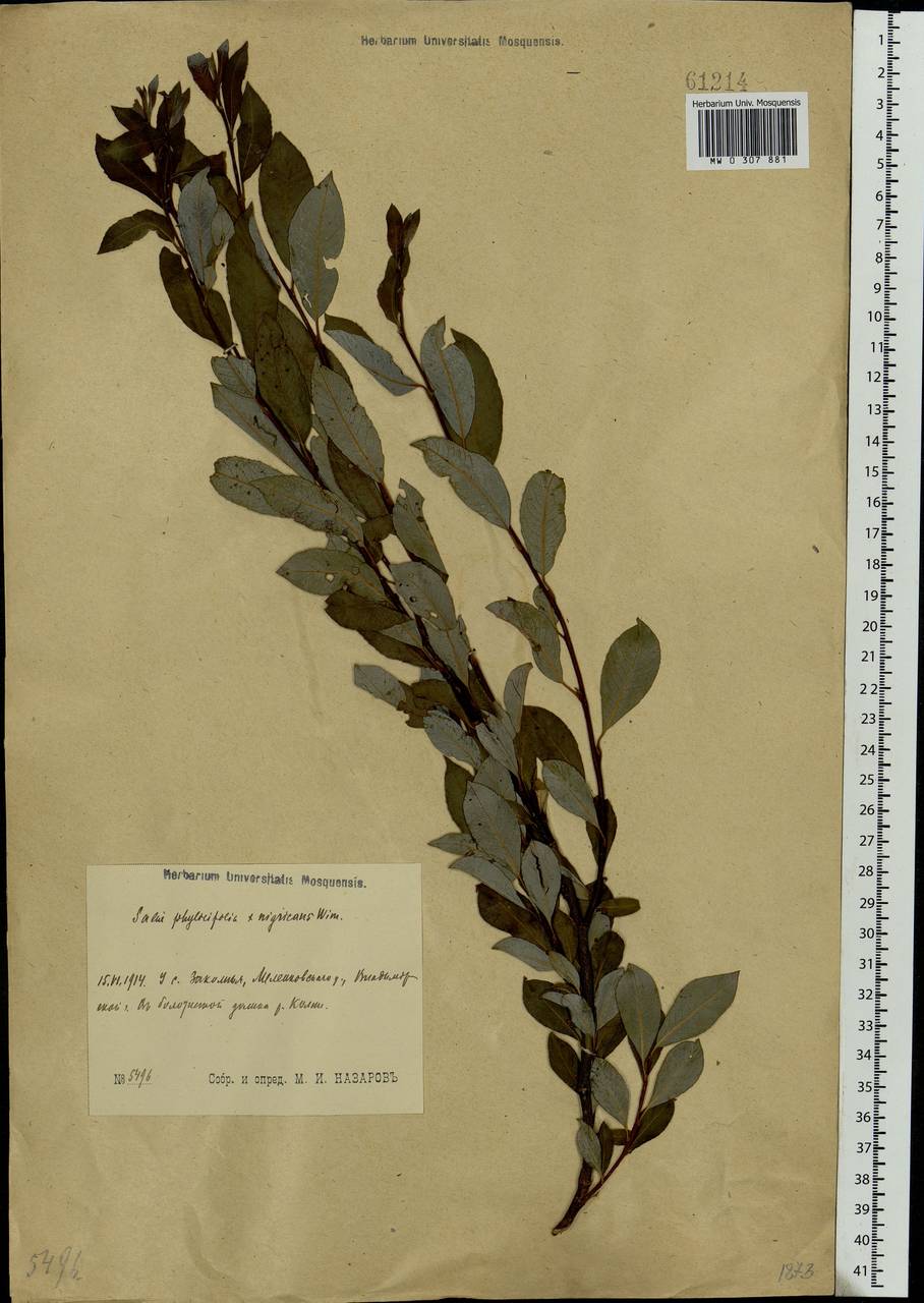 Salix myrsinifolia × phylicifolia, Eastern Europe, Central region (E4) (Russia)