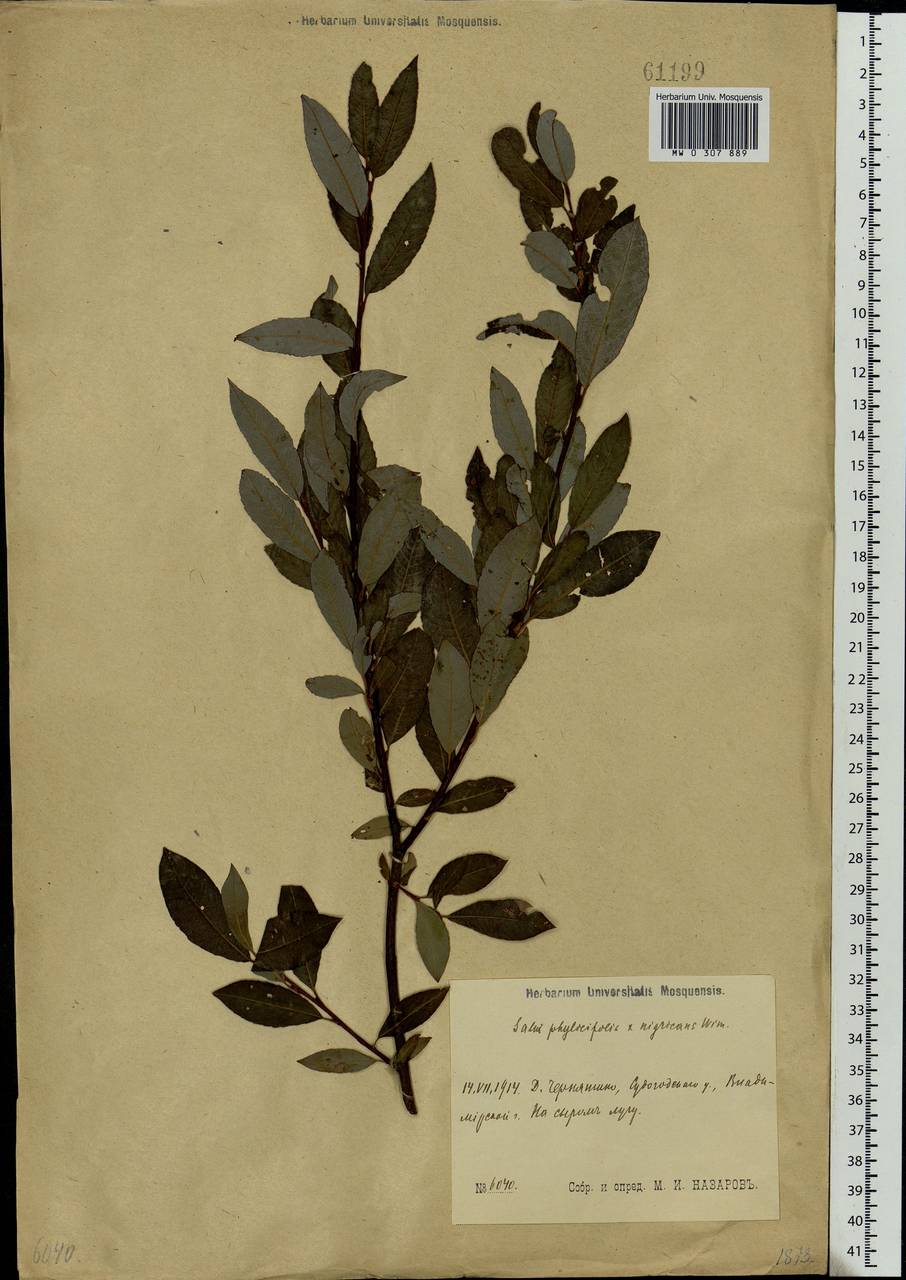Salix myrsinifolia × phylicifolia, Eastern Europe, Moscow region (E4a) (Russia)