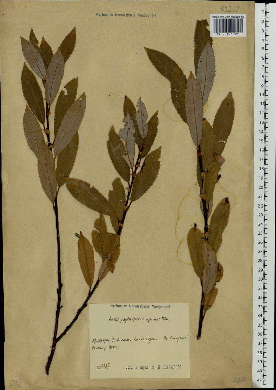 Salix myrsinifolia × phylicifolia, Eastern Europe, Central region (E4) (Russia)