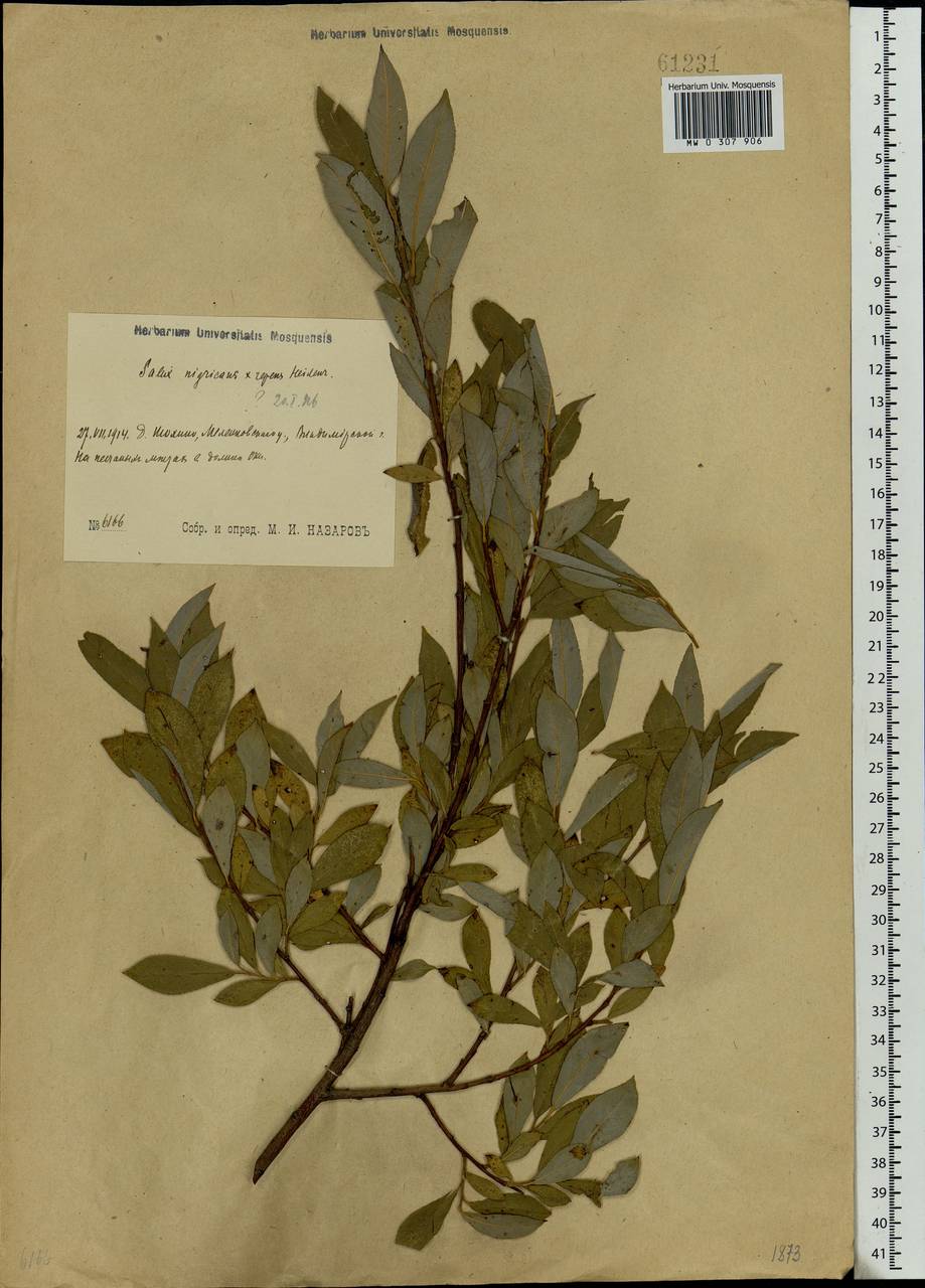 Salix myrsinifolia × rosmarinifolia, Eastern Europe, Central region (E4) (Russia)