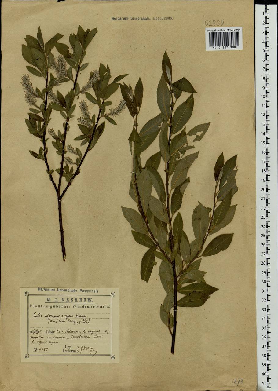 Salix myrsinifolia × rosmarinifolia, Eastern Europe, Central region (E4) (Russia)