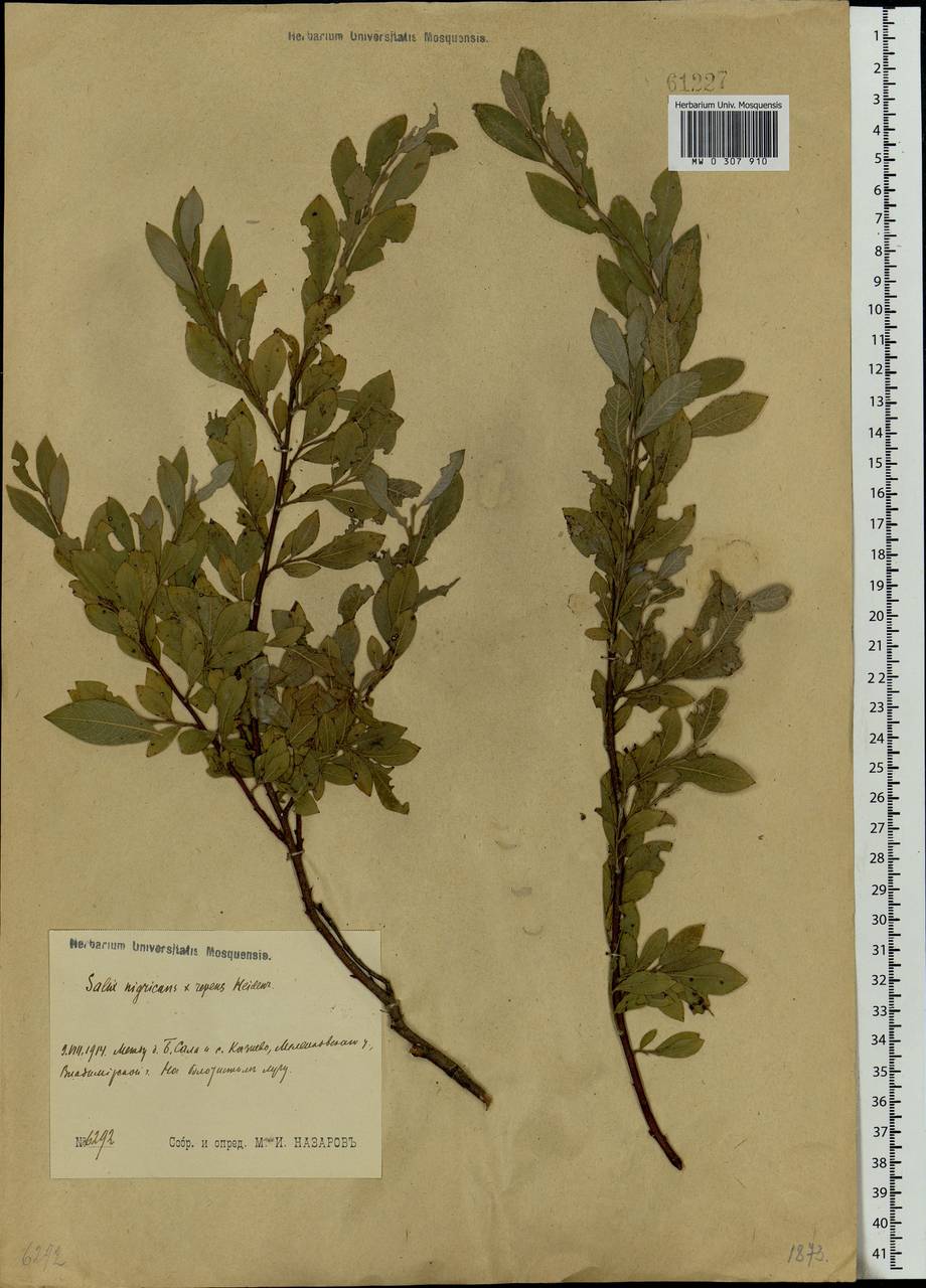 Salix myrsinifolia × rosmarinifolia, Eastern Europe, Central region (E4) (Russia)