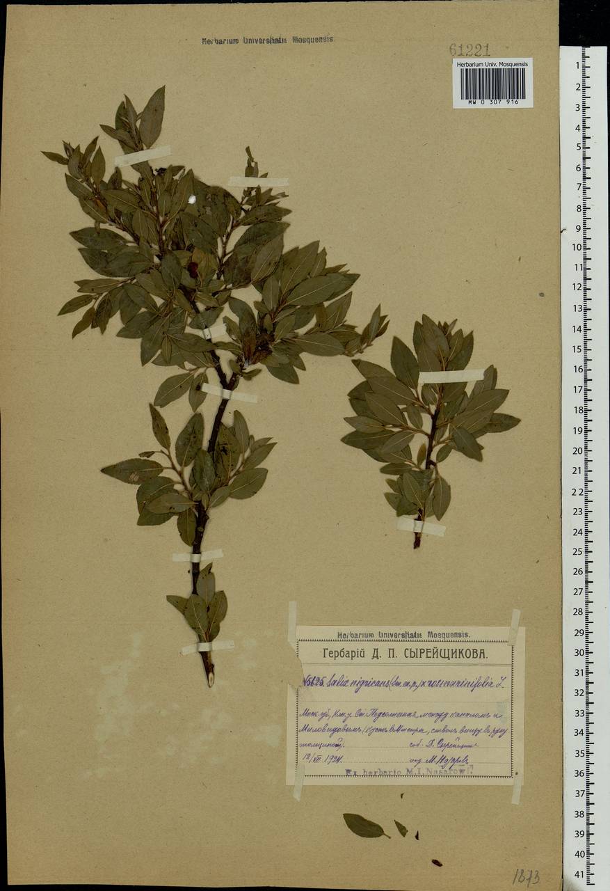 Salix myrsinifolia × rosmarinifolia, Eastern Europe, Moscow region (E4a) (Russia)