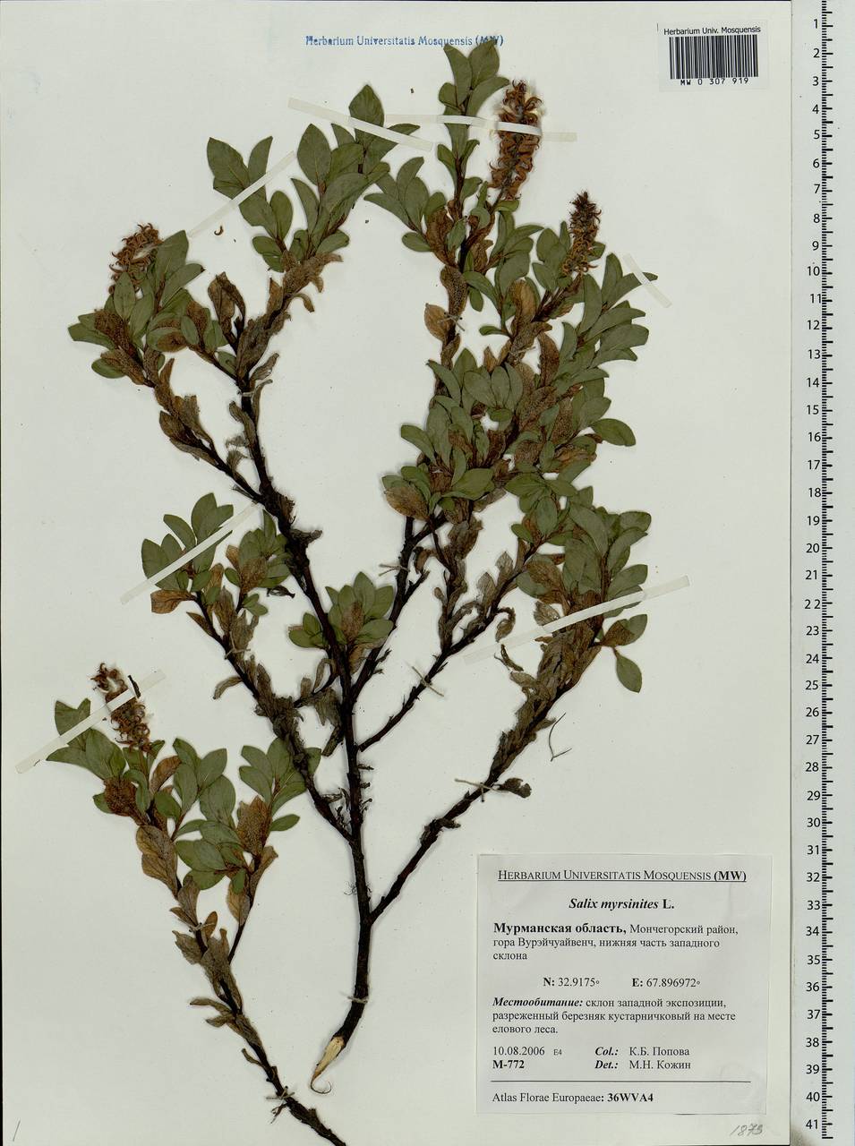 Salix myrsinites L., Eastern Europe, Northern region (E1) (Russia)