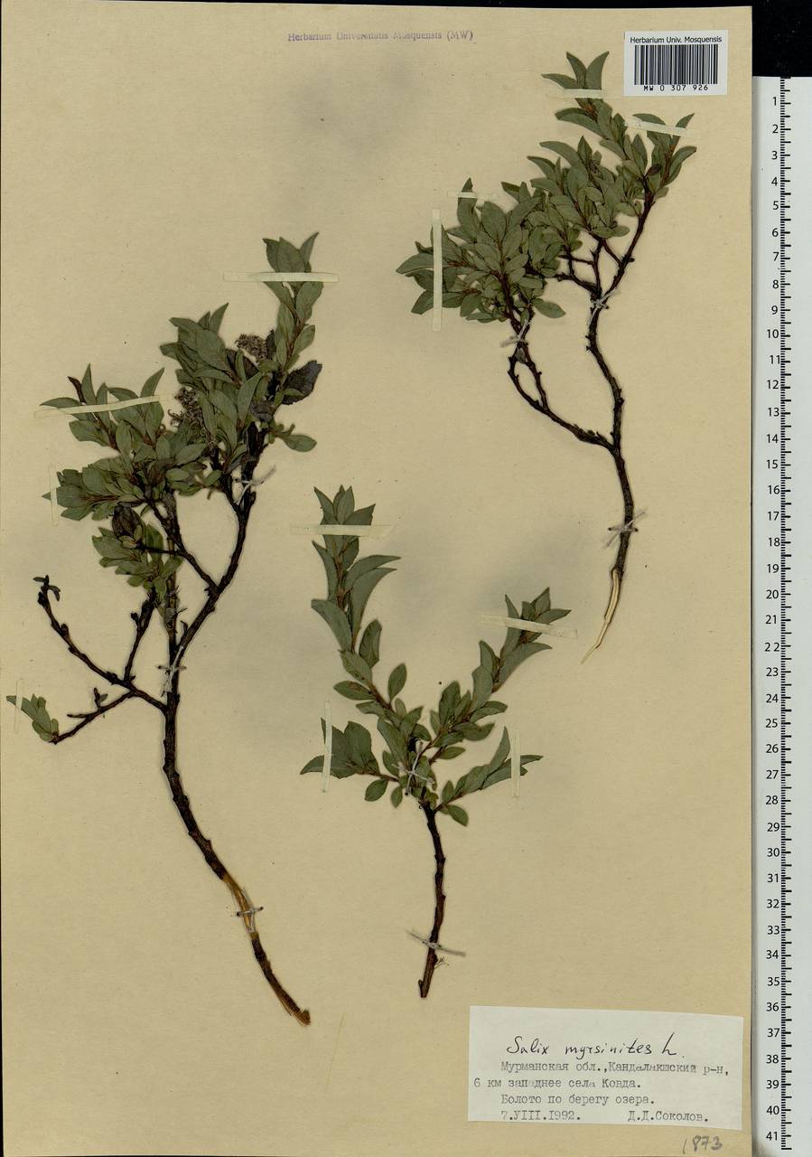 Salix myrsinites L., Eastern Europe, Northern region (E1) (Russia)