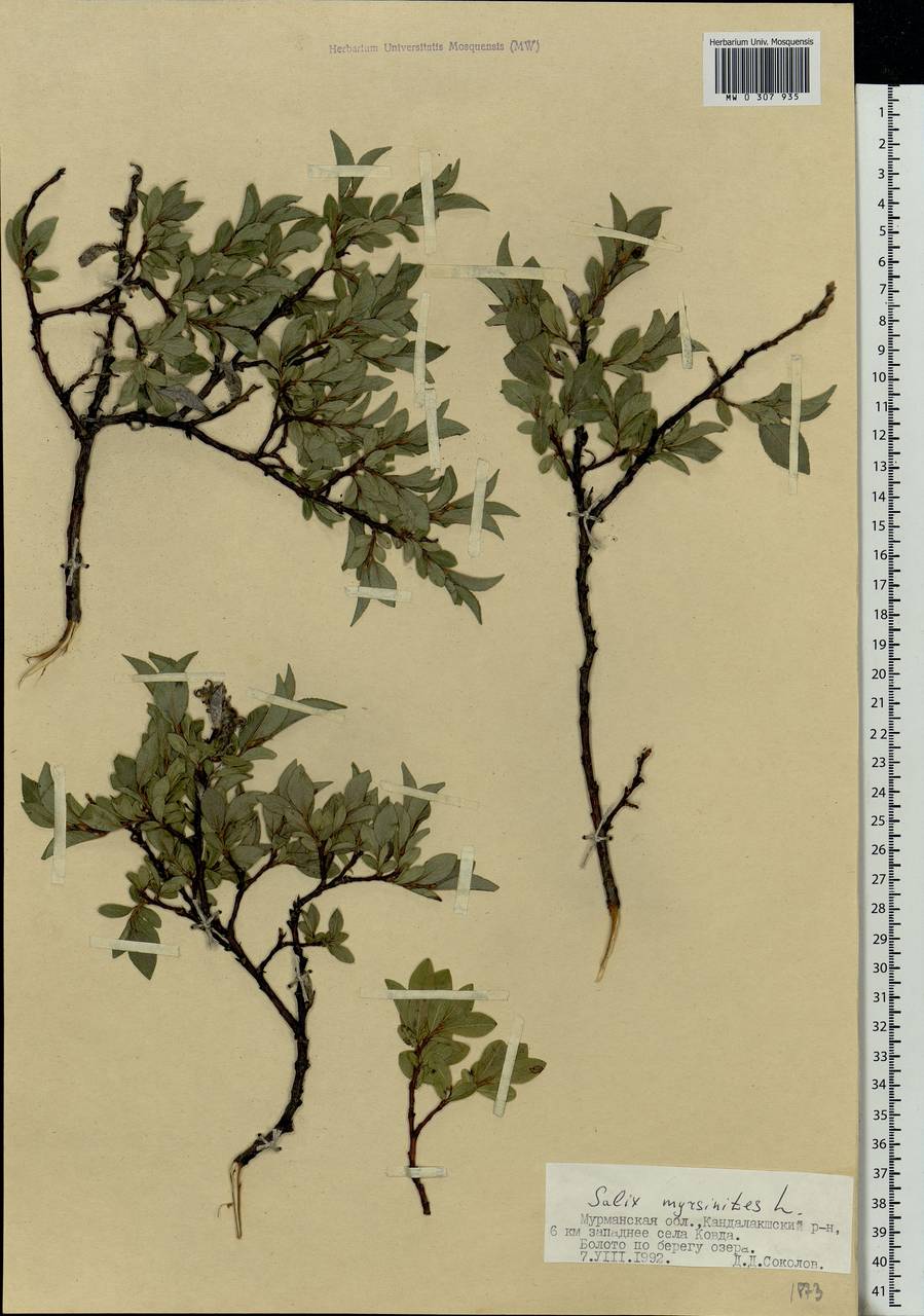 Salix myrsinites L., Eastern Europe, Northern region (E1) (Russia)