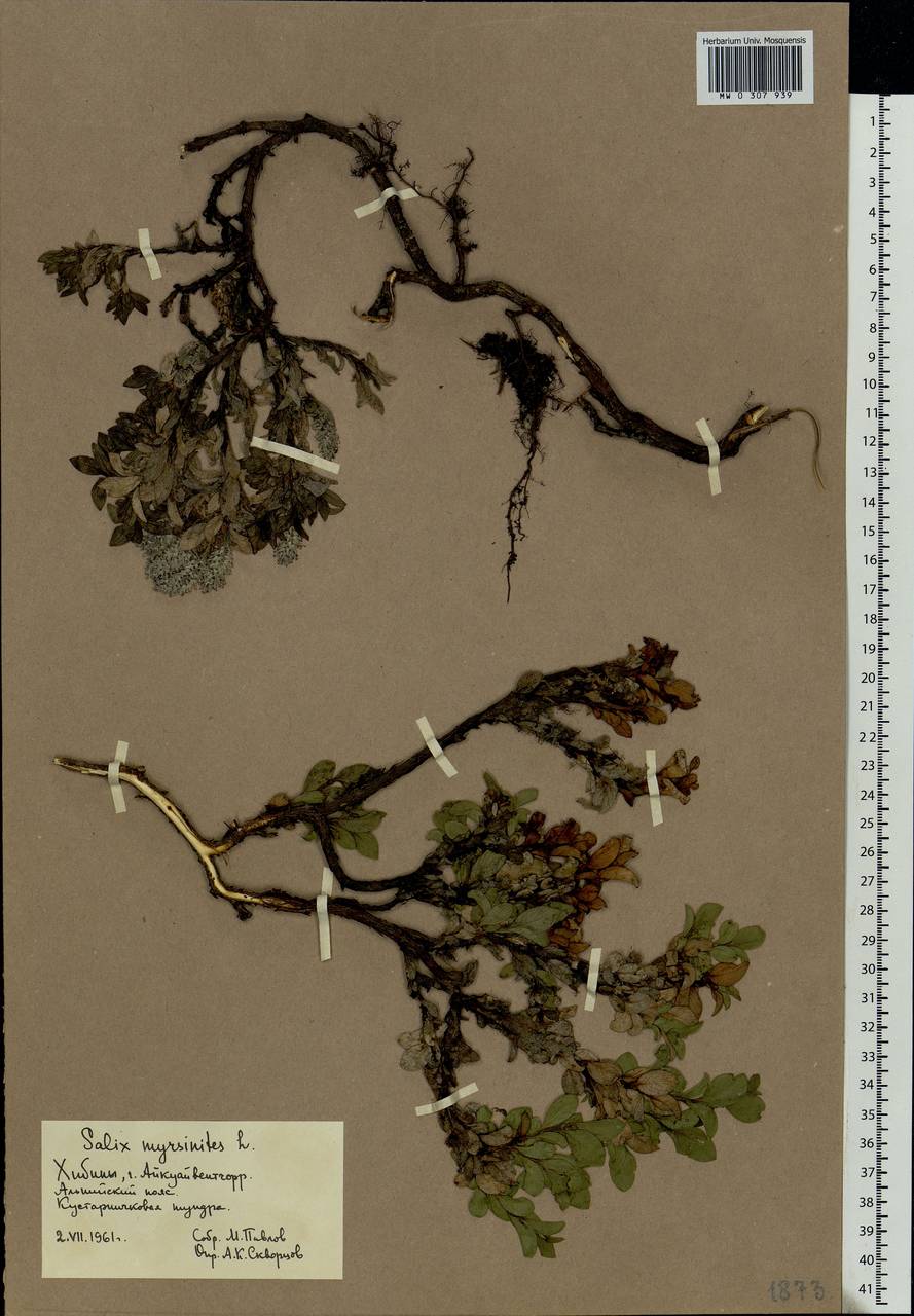 Salix myrsinites L., Eastern Europe, Northern region (E1) (Russia)