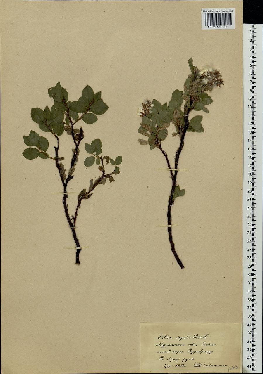 Salix myrsinites L., Eastern Europe, Northern region (E1) (Russia)