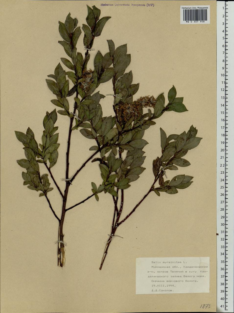 Salix myrsinites L., Eastern Europe, Northern region (E1) (Russia)