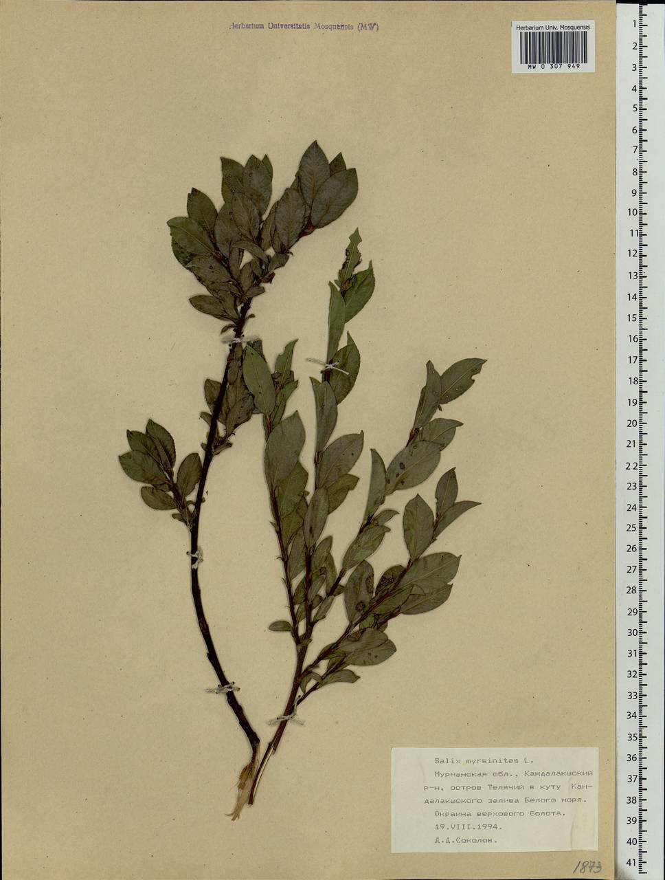 Salix myrsinites L., Eastern Europe, Northern region (E1) (Russia)