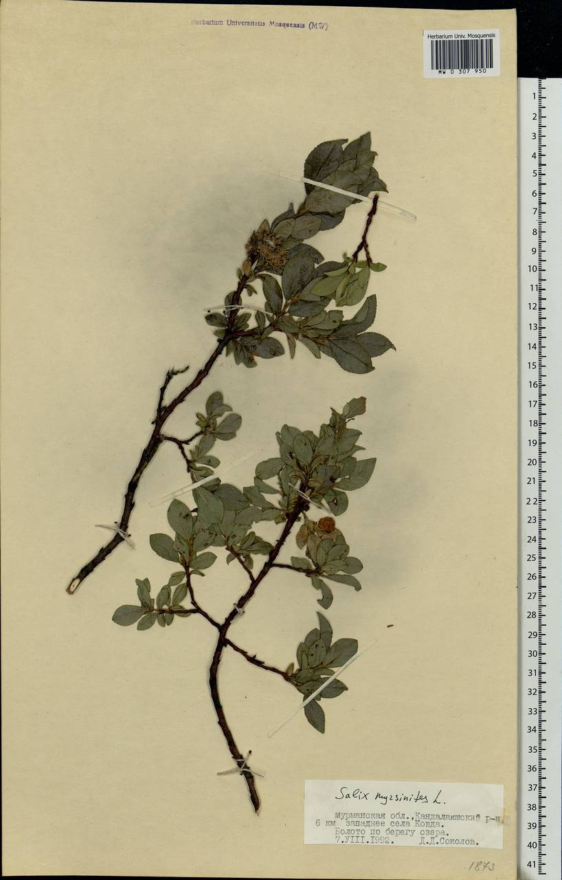 Salix myrsinites L., Eastern Europe, Northern region (E1) (Russia)