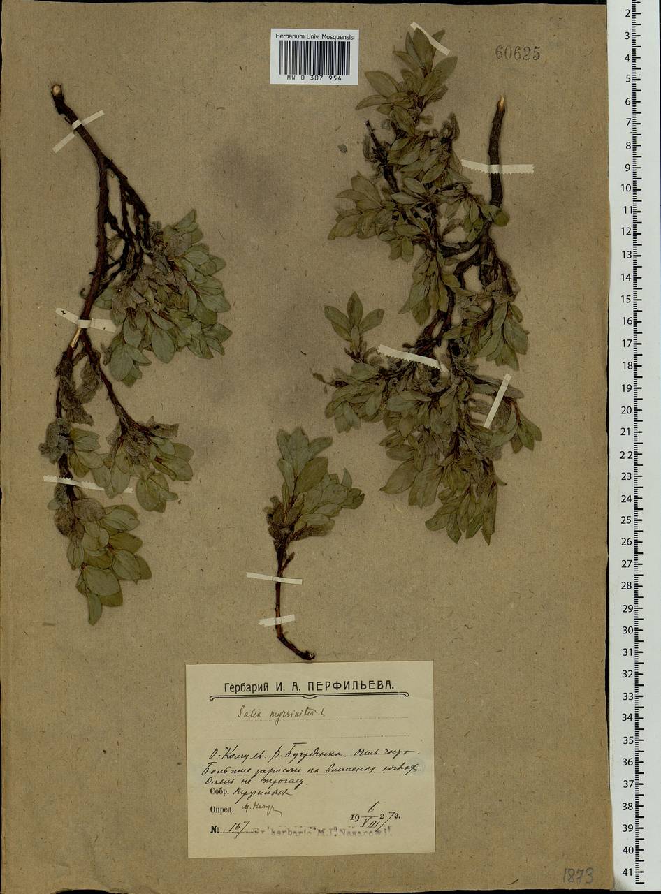 Salix myrsinites L., Eastern Europe, Northern region (E1) (Russia)