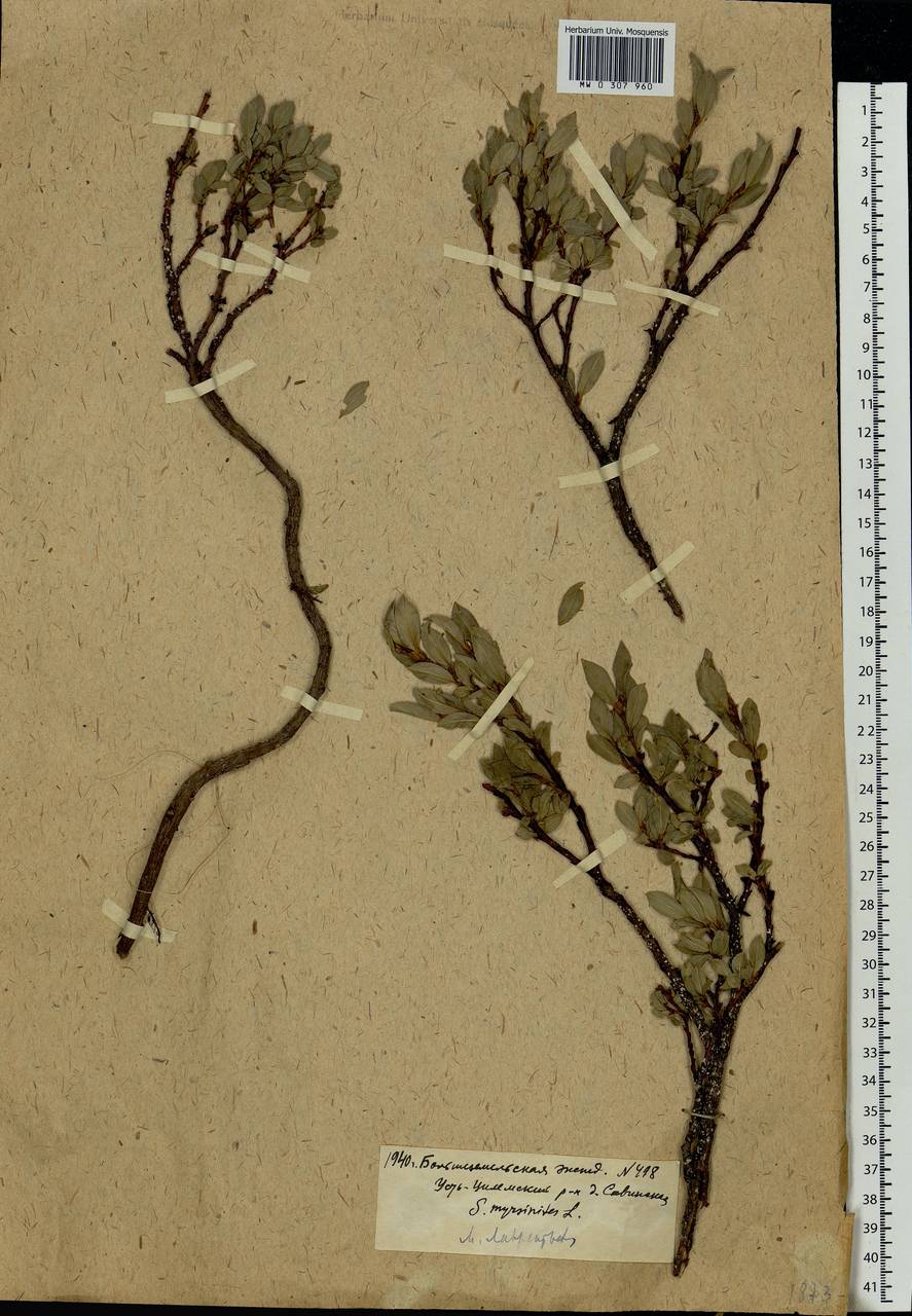 Salix myrsinites L., Eastern Europe, Northern region (E1) (Russia)