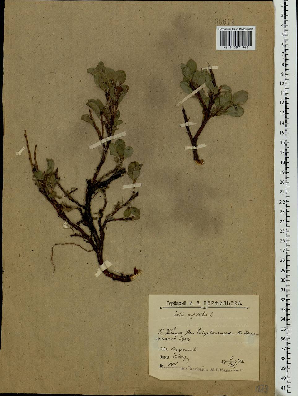 Salix myrsinites L., Eastern Europe, Northern region (E1) (Russia)