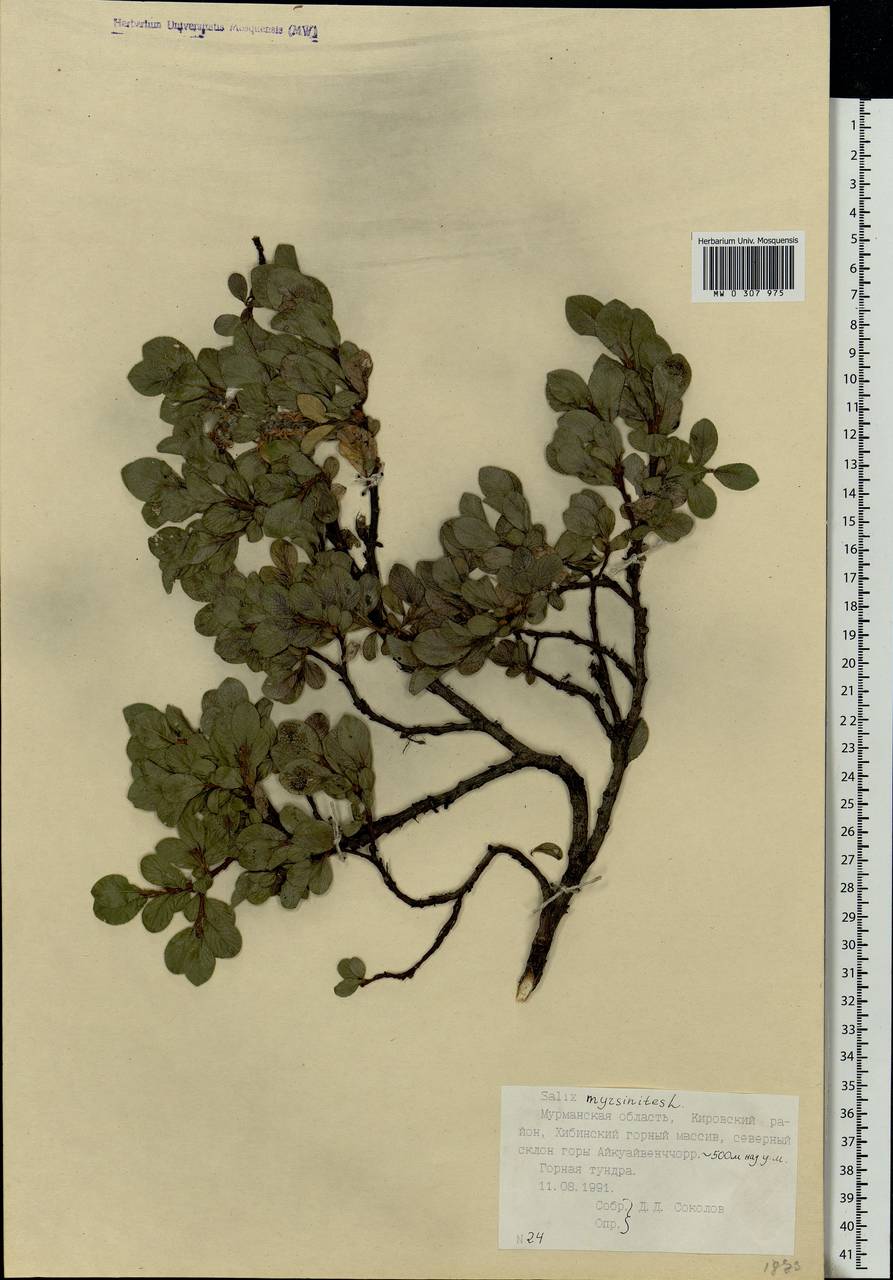 Salix myrsinites L., Eastern Europe, Northern region (E1) (Russia)