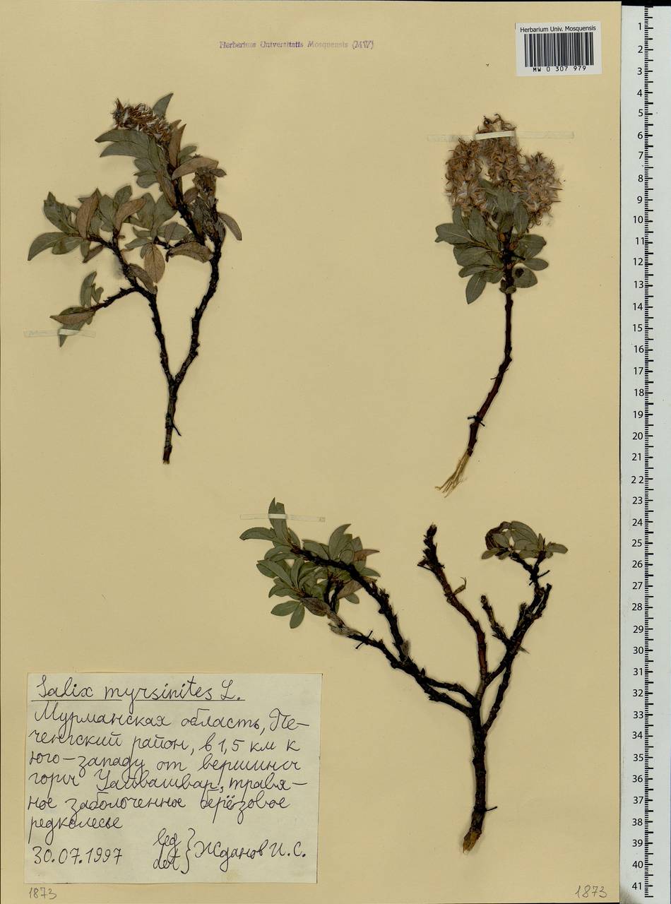 Salix myrsinites L., Eastern Europe, Northern region (E1) (Russia)