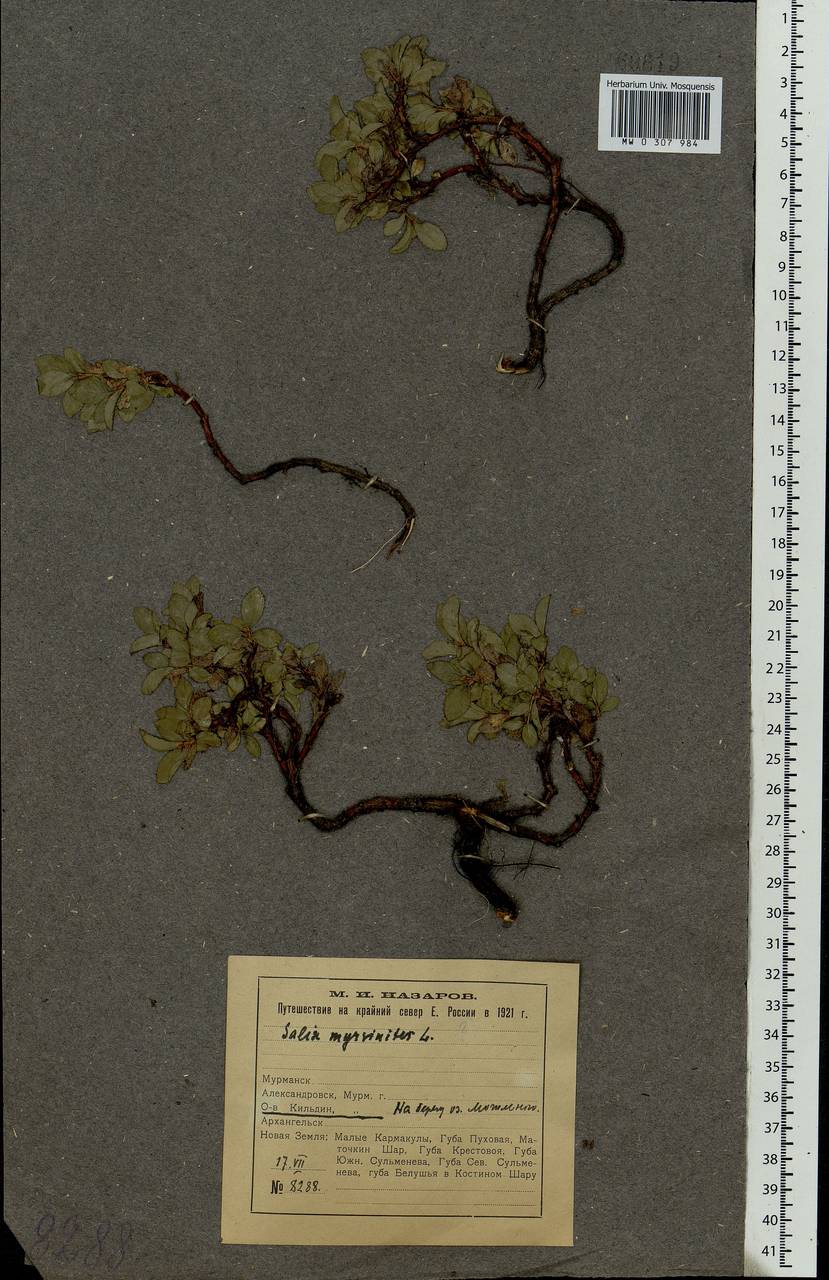 Salix myrsinites L., Eastern Europe, Northern region (E1) (Russia)