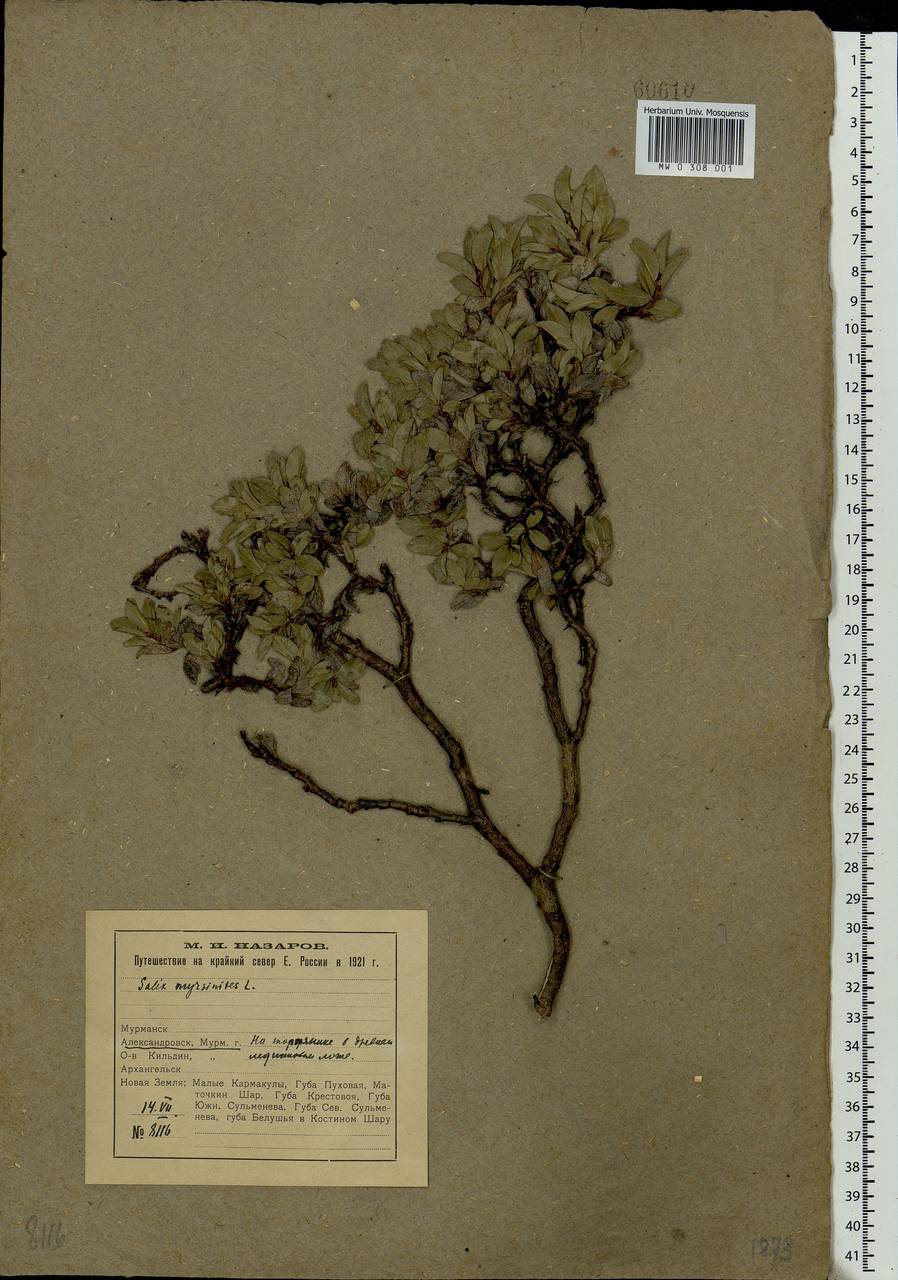 Salix myrsinites L., Eastern Europe, Northern region (E1) (Russia)