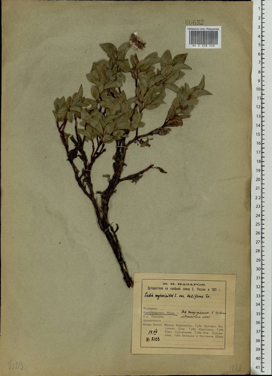 Salix myrsinites L., Eastern Europe, Northern region (E1) (Russia)