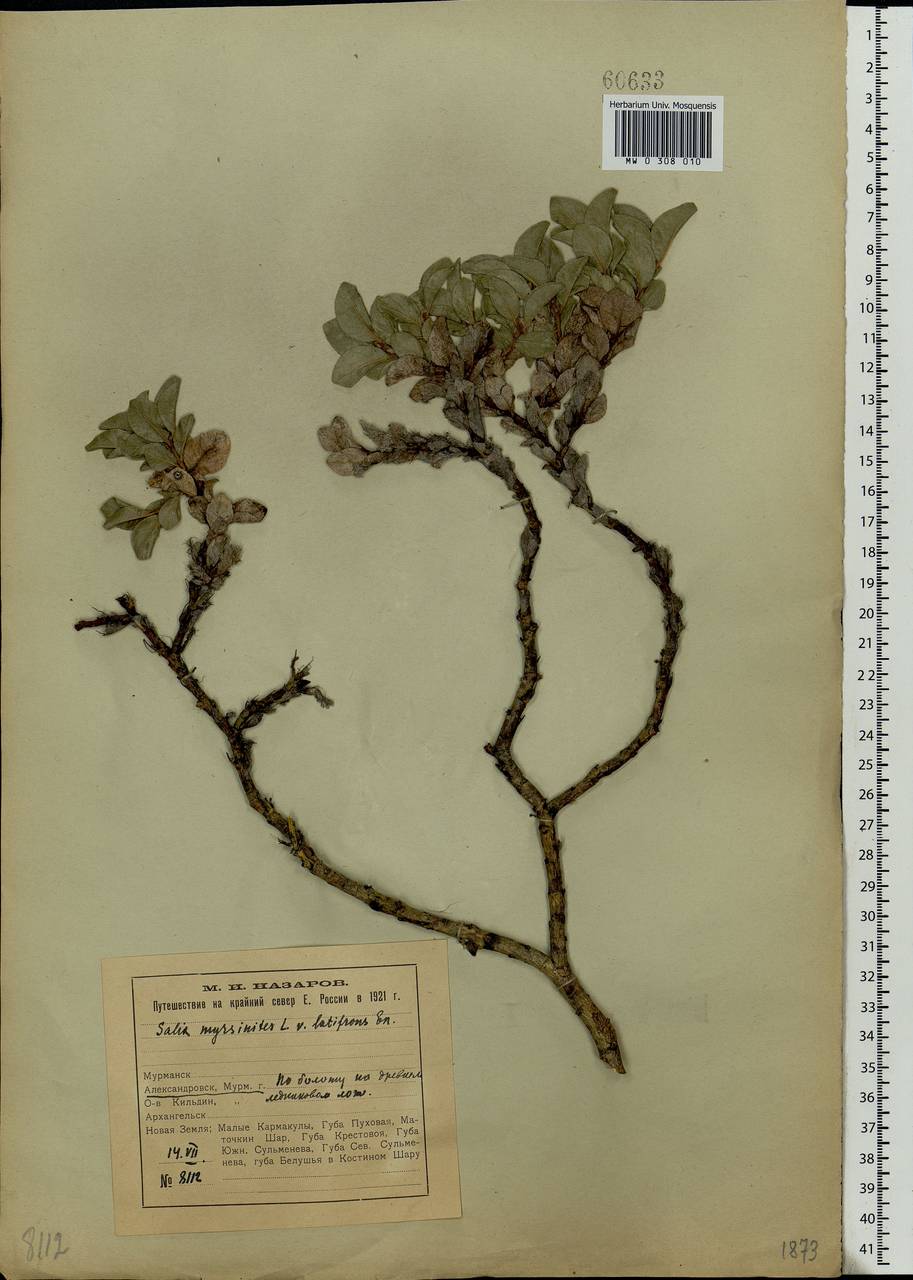 Salix myrsinites L., Eastern Europe, Northern region (E1) (Russia)