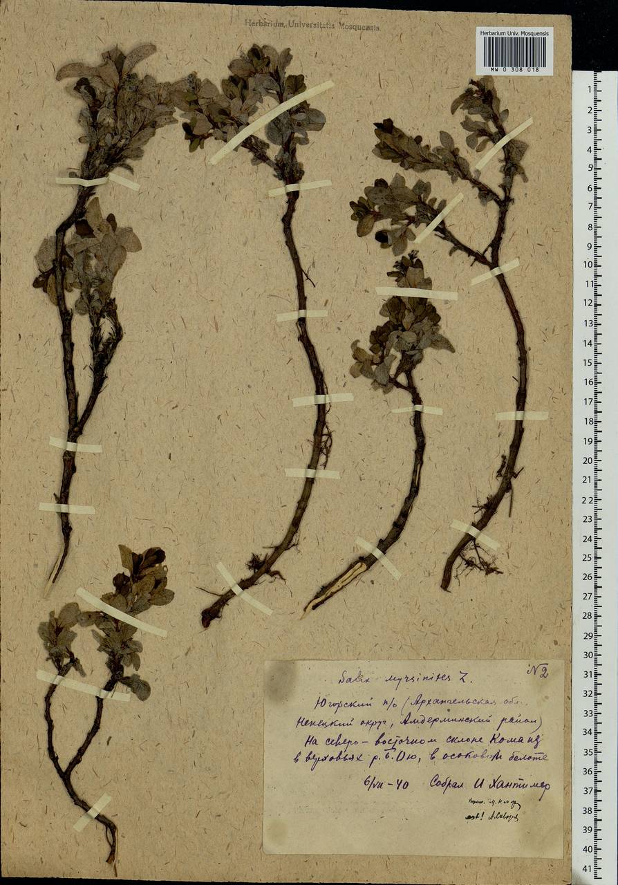 Salix myrsinites L., Eastern Europe, Northern region (E1) (Russia)