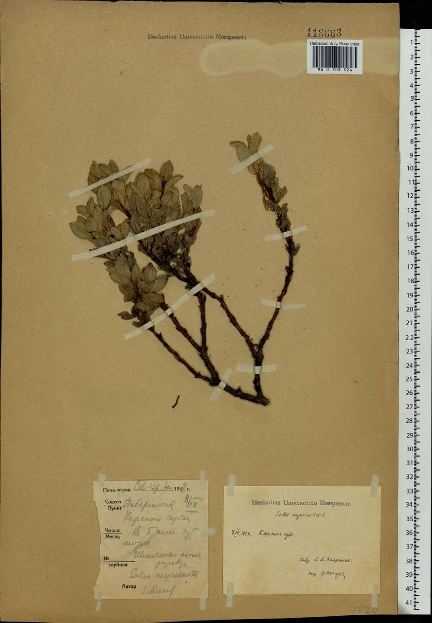 Salix myrsinites L., Eastern Europe, Northern region (E1) (Russia)