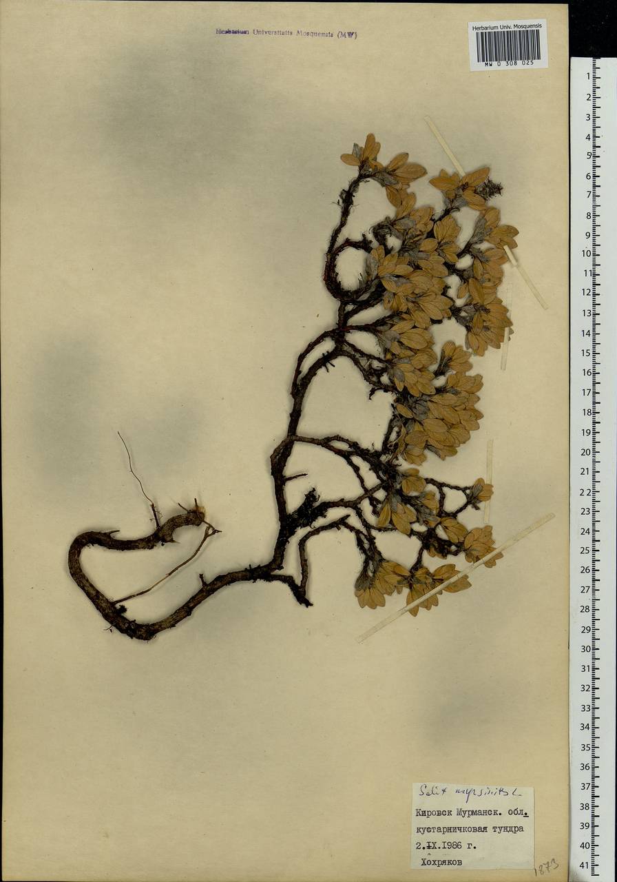 Salix myrsinites L., Eastern Europe, Northern region (E1) (Russia)