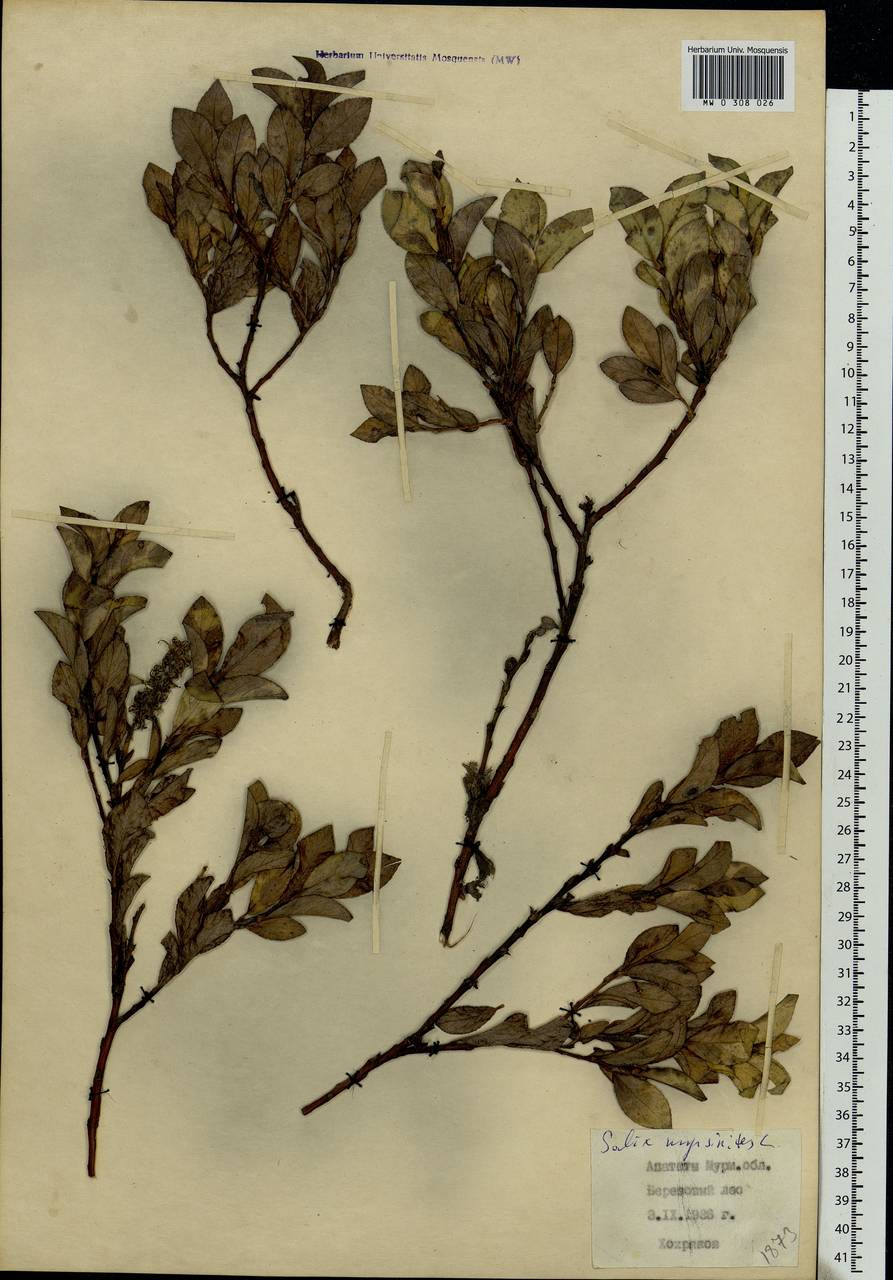 Salix myrsinites L., Eastern Europe, Northern region (E1) (Russia)