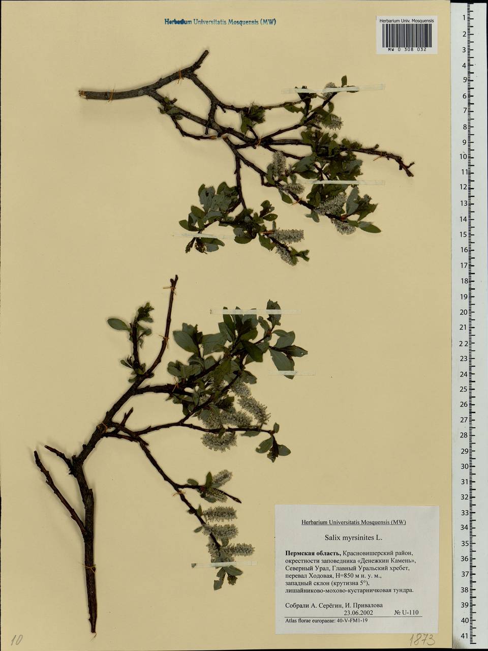 Salix myrsinites L., Eastern Europe, Eastern region (E10) (Russia)