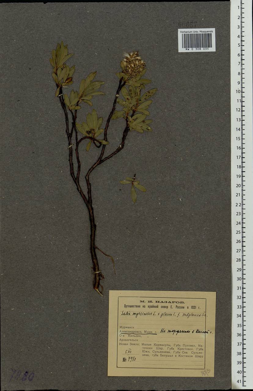 Salix myrsinites × glauca, Eastern Europe, Northern region (E1) (Russia)