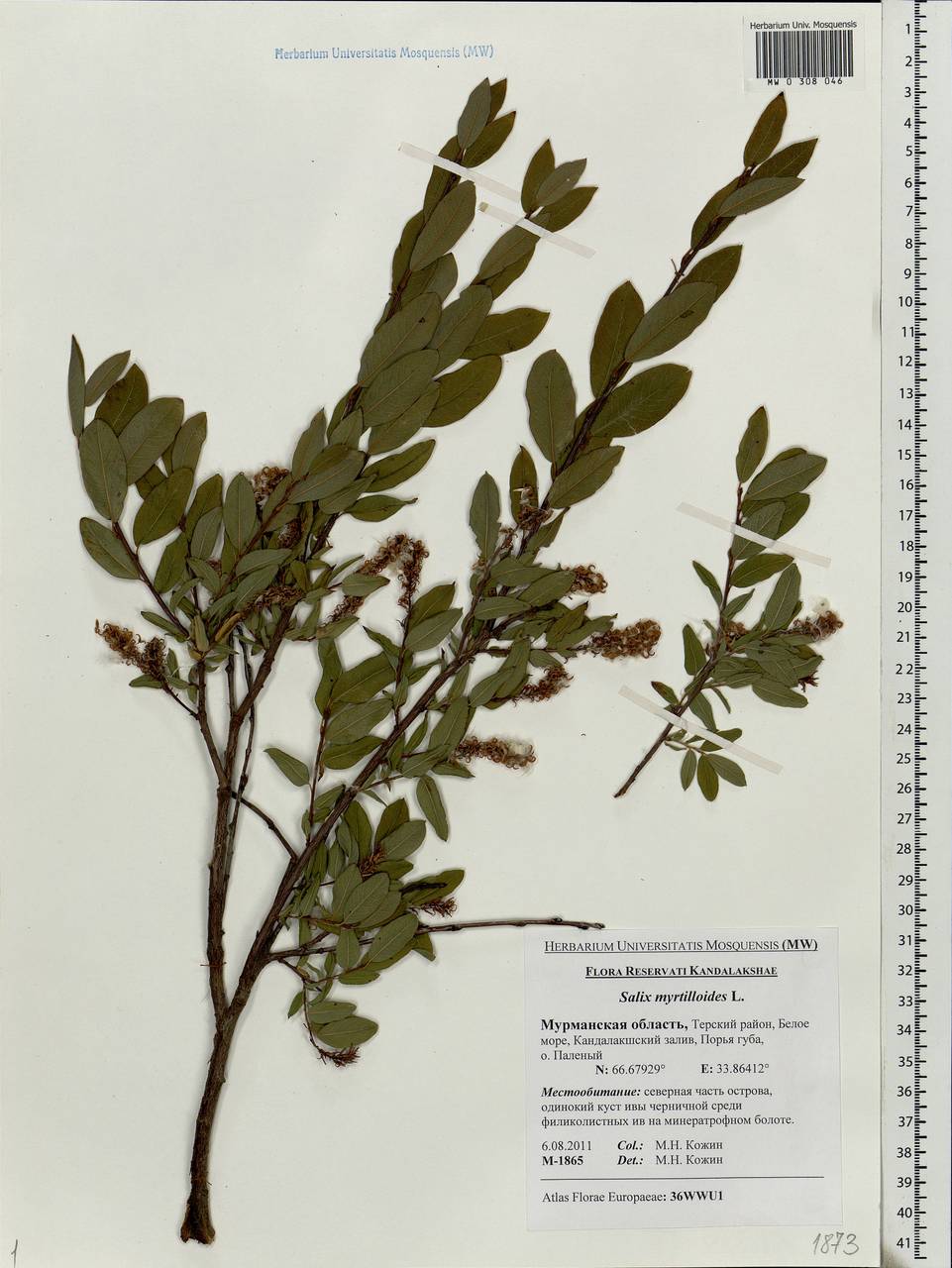 Salix myrtilloides L., Eastern Europe, Northern region (E1) (Russia)