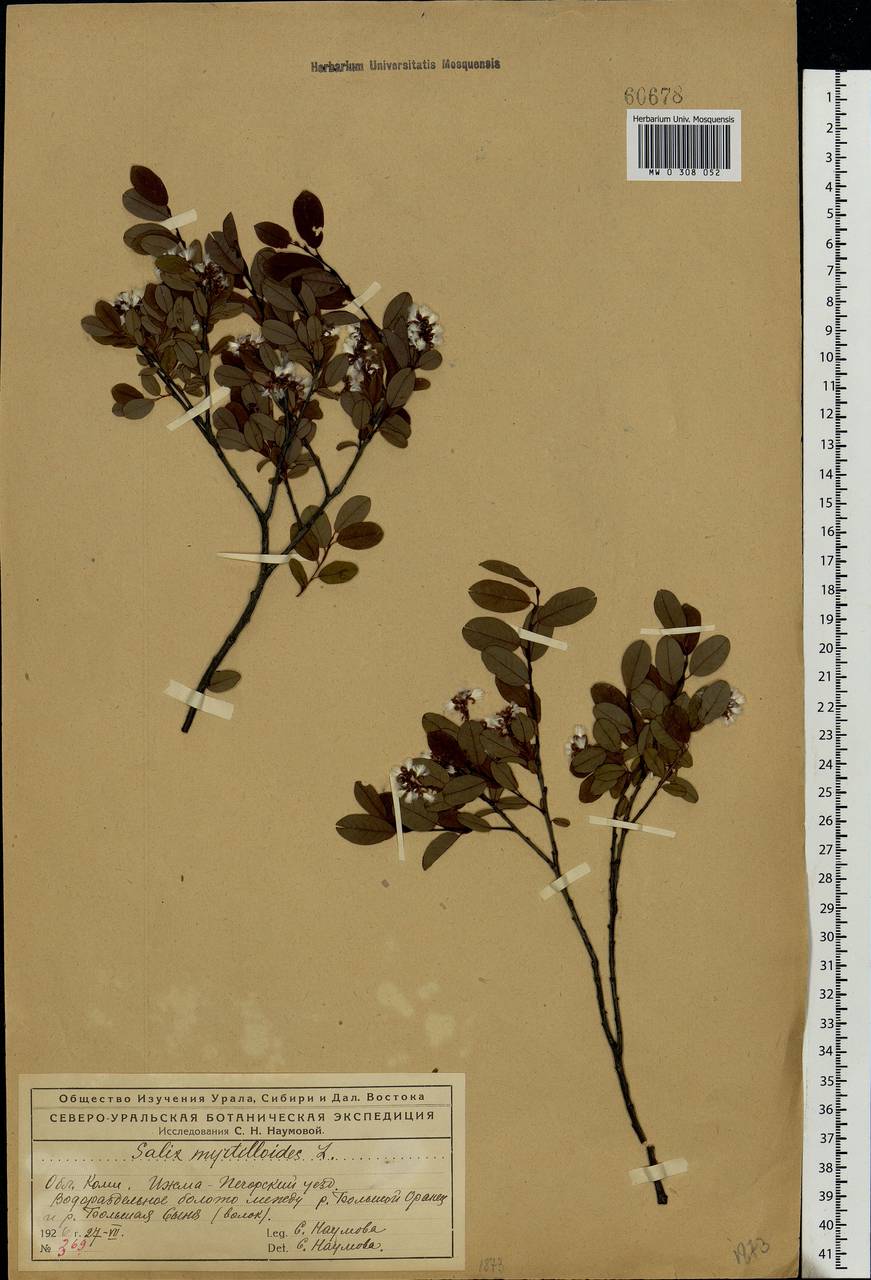 Salix myrtilloides, Eastern Europe, Northern region (E1) (Russia)