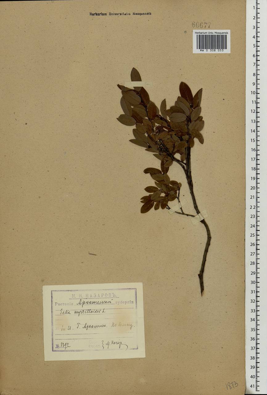 Salix myrtilloides, Eastern Europe, Northern region (E1) (Russia)