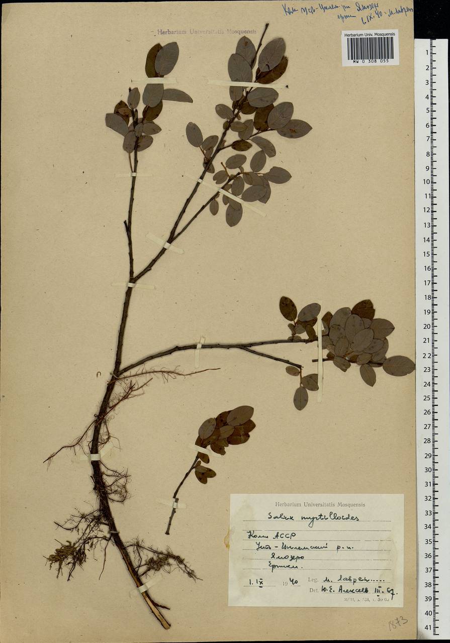 Salix myrtilloides, Eastern Europe, Northern region (E1) (Russia)