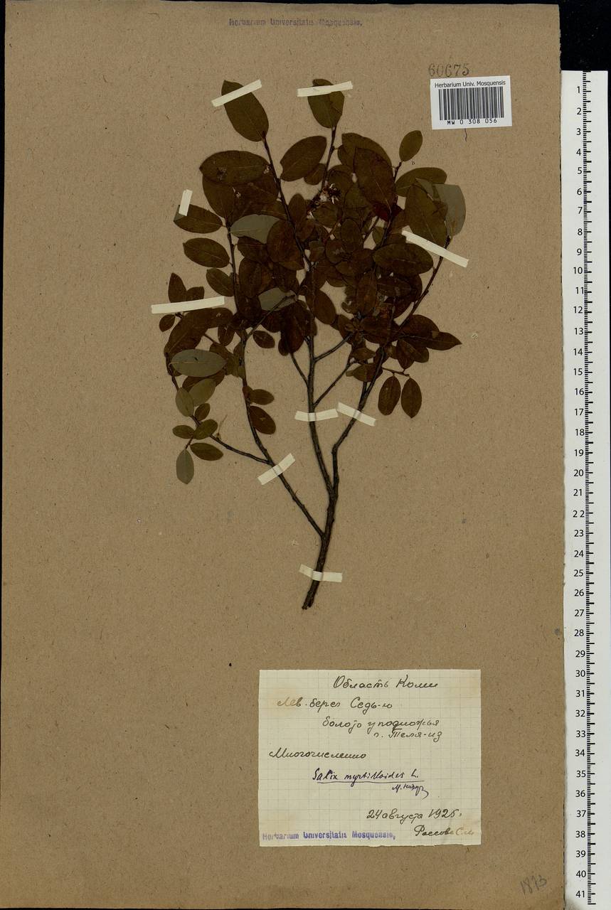 Salix myrtilloides, Eastern Europe, Northern region (E1) (Russia)