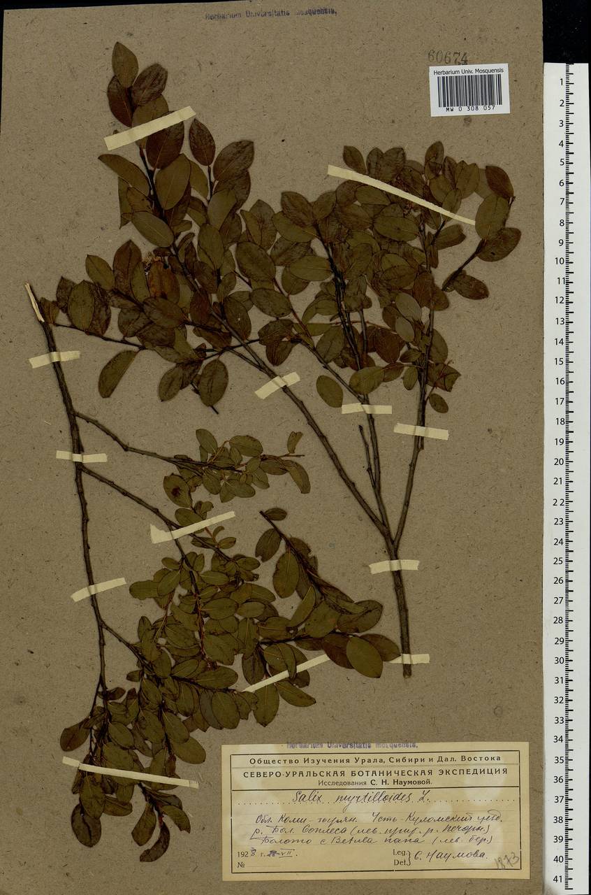 Salix myrtilloides, Eastern Europe, Northern region (E1) (Russia)