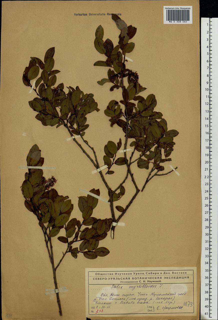 Salix myrtilloides L., Eastern Europe, Northern region (E1) (Russia)