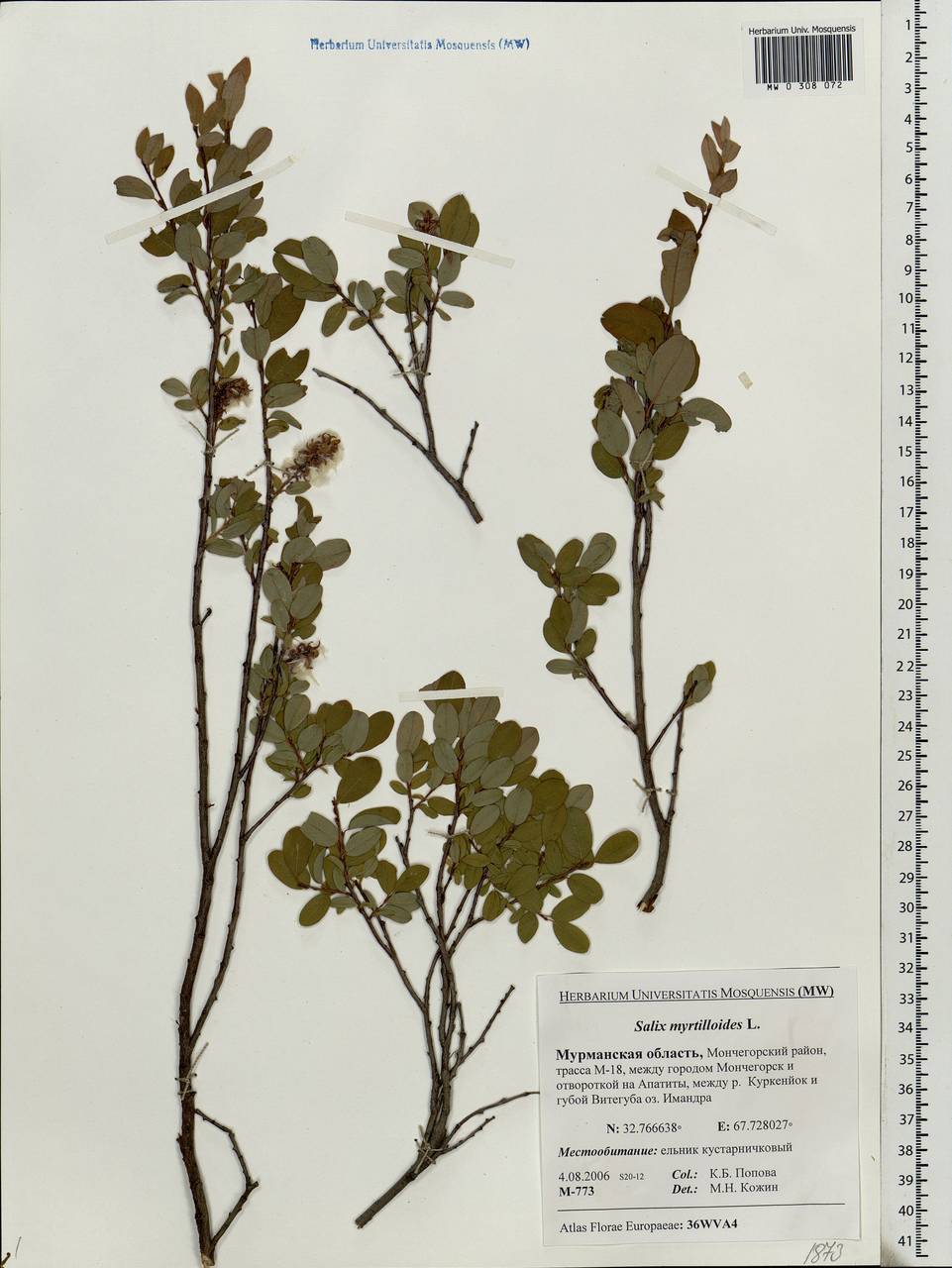 Salix myrtilloides L., Eastern Europe, Northern region (E1) (Russia)