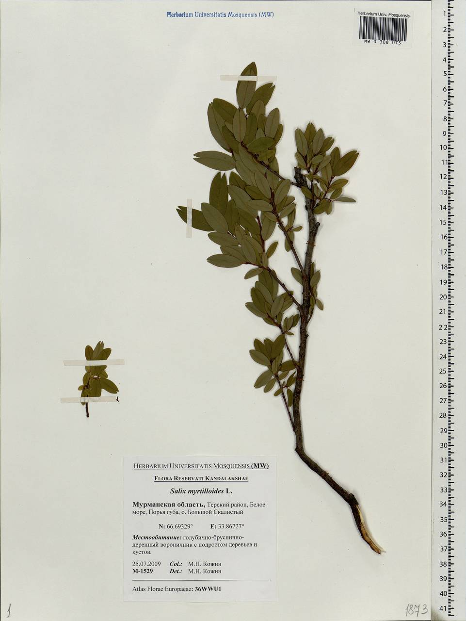 Salix myrtilloides, Eastern Europe, Northern region (E1) (Russia)