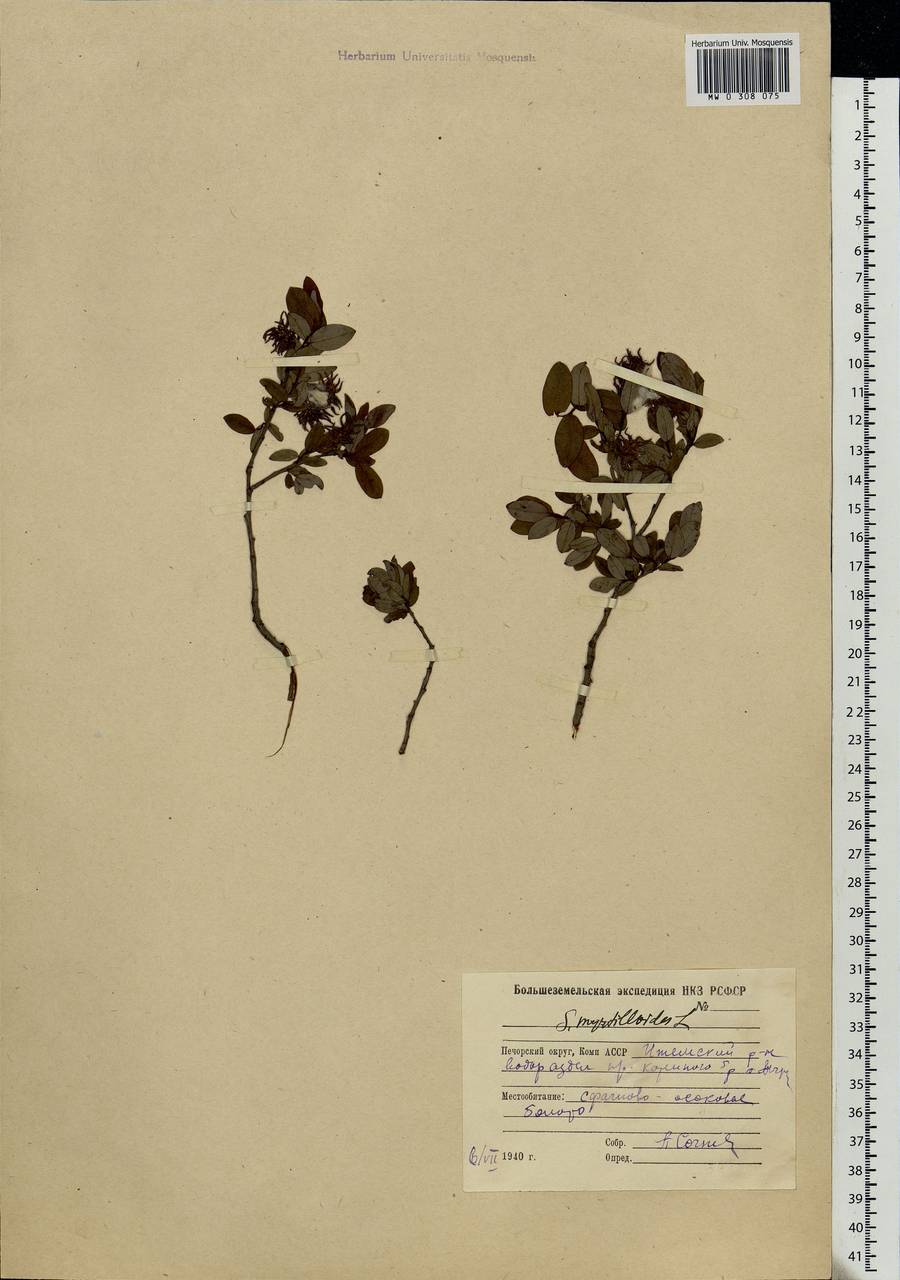 Salix myrtilloides L., Eastern Europe, Northern region (E1) (Russia)