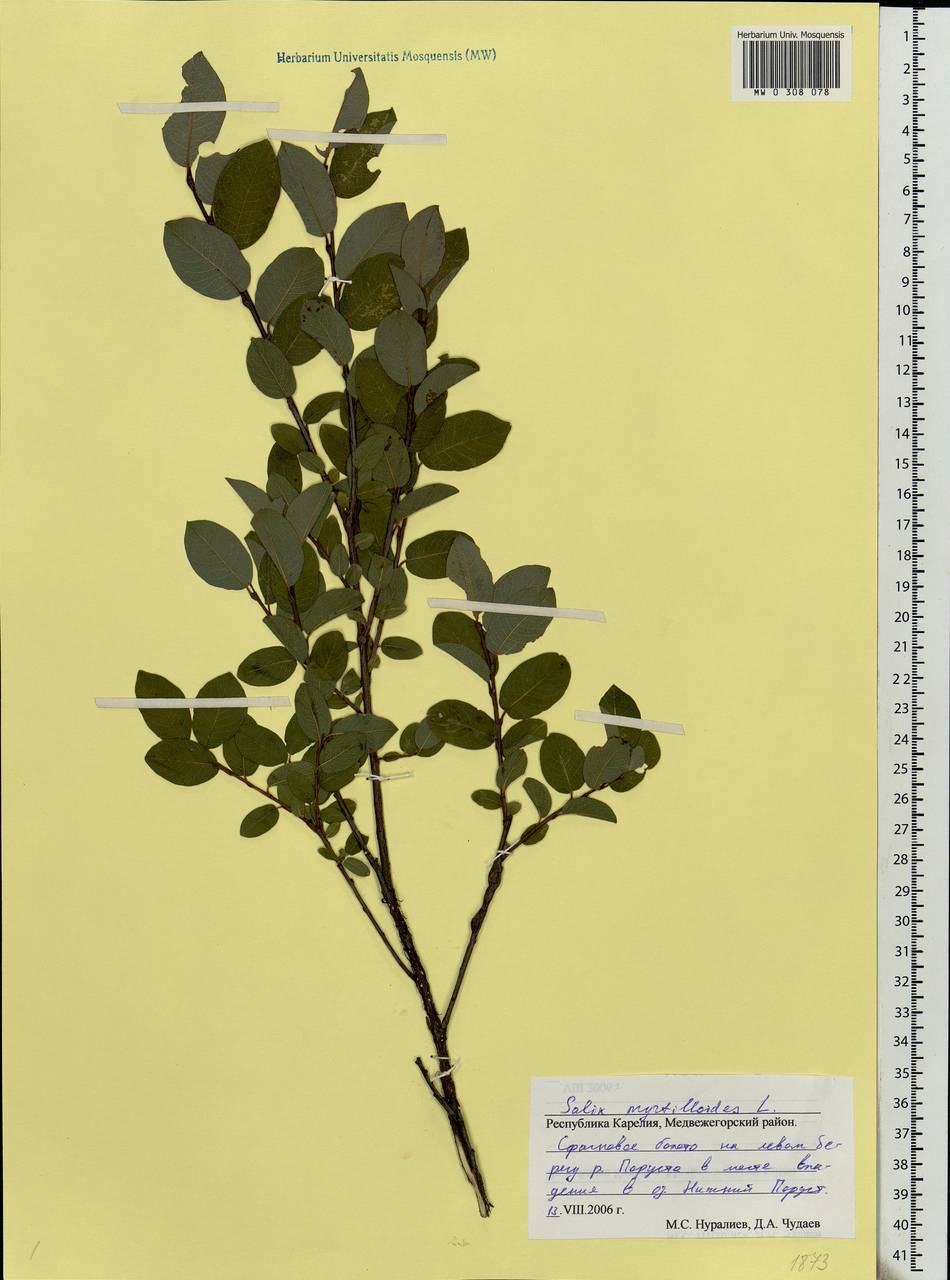 Salix myrtilloides, Eastern Europe, Northern region (E1) (Russia)