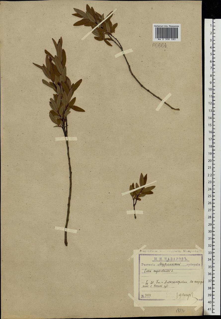 Salix myrtilloides L., Eastern Europe, Northern region (E1) (Russia)