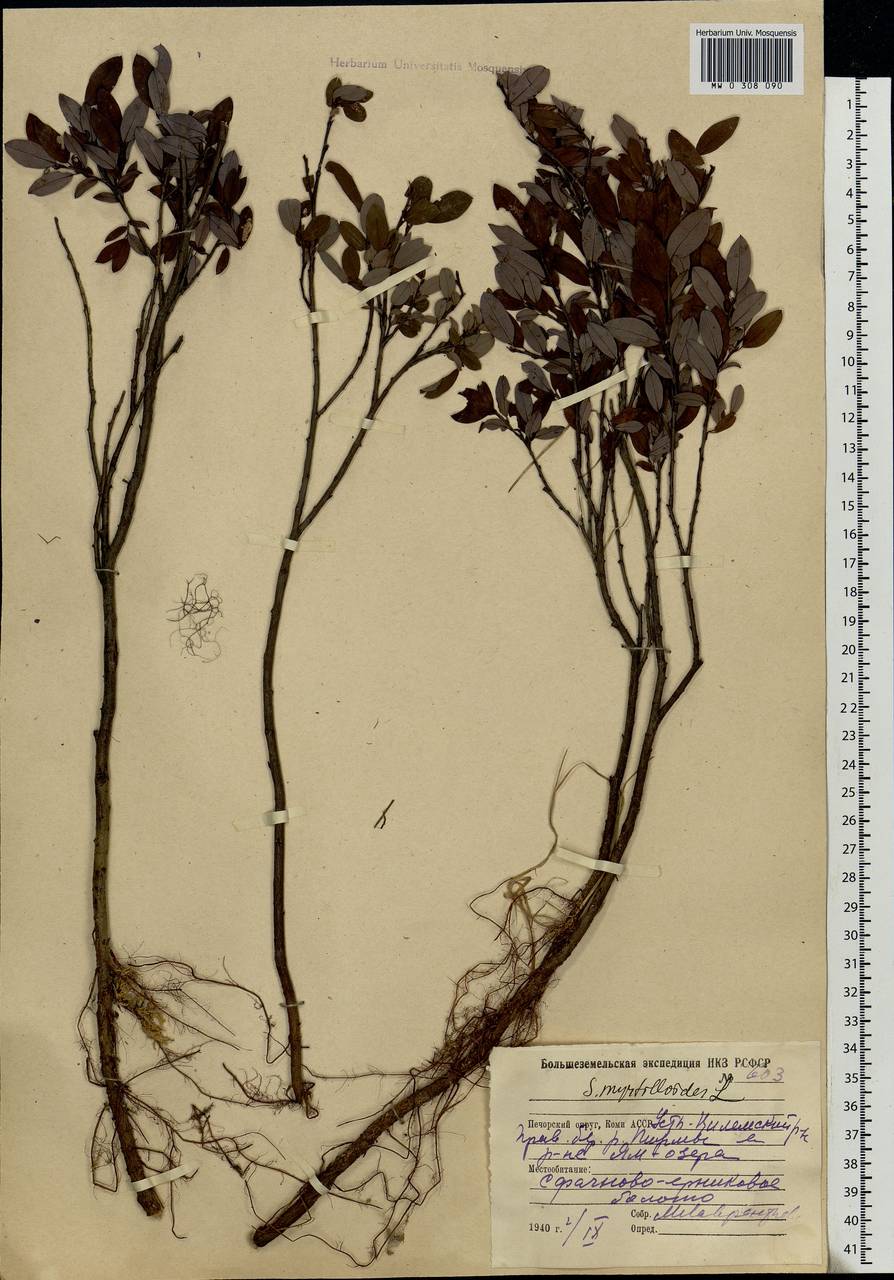 Salix myrtilloides L., Eastern Europe, Northern region (E1) (Russia)