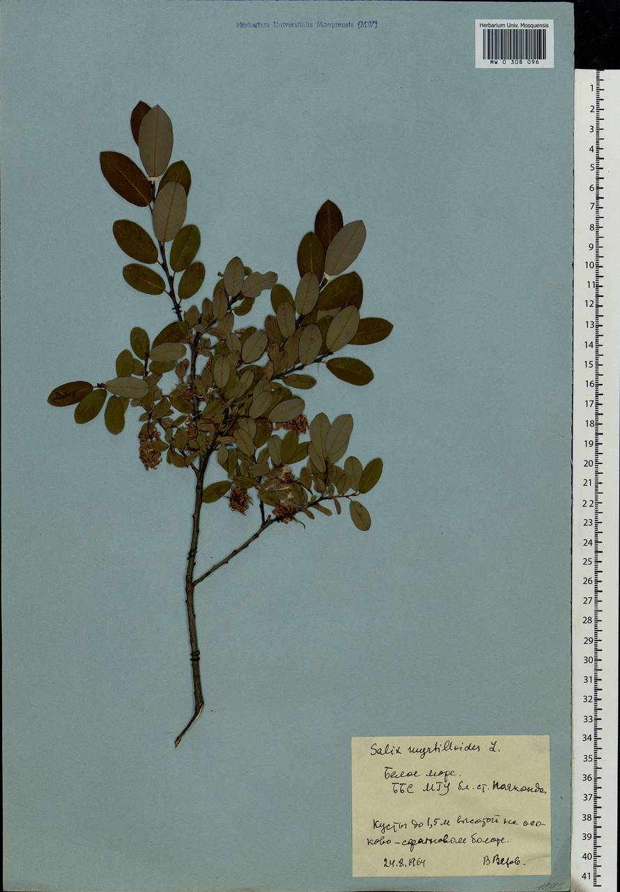 Salix myrtilloides, Eastern Europe, Northern region (E1) (Russia)